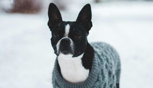 Salir a caminar con tu perro es importante, pero saber cuándo evitarlo puede marcar la diferencia entre una rutina saludable y un riesgo innecesario.