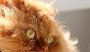 Los gatos con pelaje naranja tienen ciertas curiosidades a saber