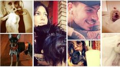 El insólito ranking de las mascotas de los famosos El insólito ranking de las mascotas de los famosos