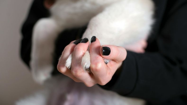 El estado de las uñas en los perros influye directamente en su salud y bienestar
