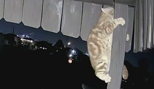 El gato logró escapar de las garras del coyote.&nbsp;