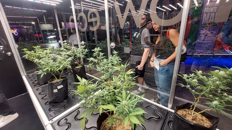 Se podrá visitar la Expo Cannabis durante el 1
