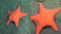 Los memes no tardaron en aparecer luego de viralizarse distintos animales del fondo del mar. Los memes no tardaron en aparecer luego de viralizarse distintos animales del fondo del mar.