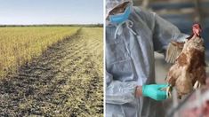 La medida rige en Jujuy y Salta por la sequía y en Neuquén por la gripe aviar. La medida rige en Jujuy y Salta por la sequía y en Neuquén por la gripe aviar.