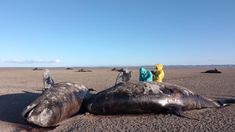 Fallecieron 26 orcas en Tierra del Fuego. Fallecieron 26 orcas en Tierra del Fuego.