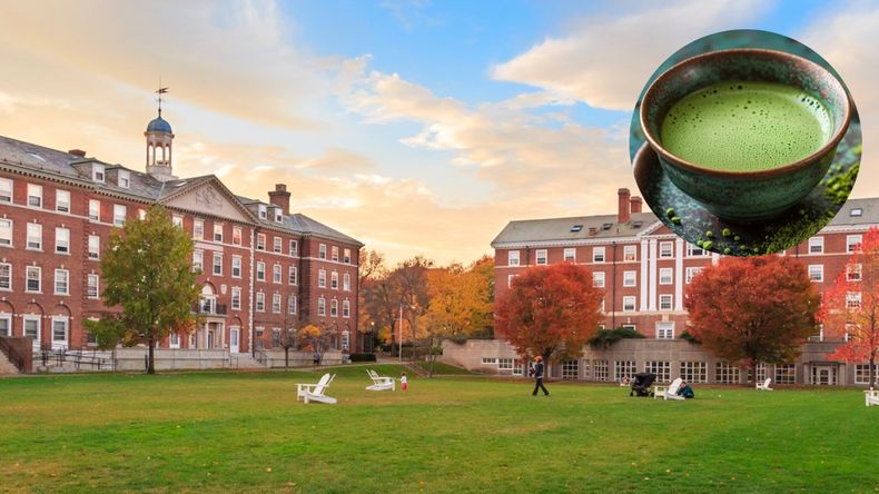 Té de matcha: la bebida que tiene muchos beneficios para la salud según un estudio de Harvard.