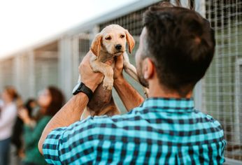 La Justicia de Salta reconoció a las mascotas como parte del núcleo familiar. La Justicia de Salta reconoció a las mascotas como parte del núcleo familiar.