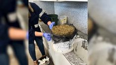 Marihuana incautada.
