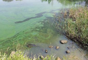 Se recomendó no ingresar al agua ante la presencia de las algas verdeazuladas.
