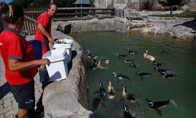 Los pingüinos iban a ser vendidos para pagar deudas.