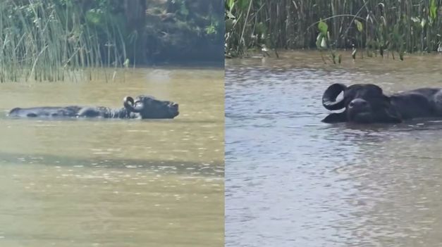 La veterinaria isleña relató en redes sociales el encuentro con el animal en la Sección Primera del Delta.