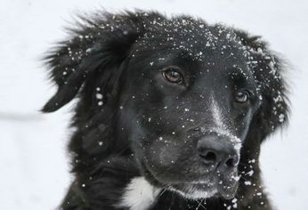 Especialistas en veterinaria señalan que no todos los perros reaccionan igual ante las bajas temperaturas, y que ciertas señales físicas o conductuales pueden advertir que están sufriendo frío. &nbsp;
