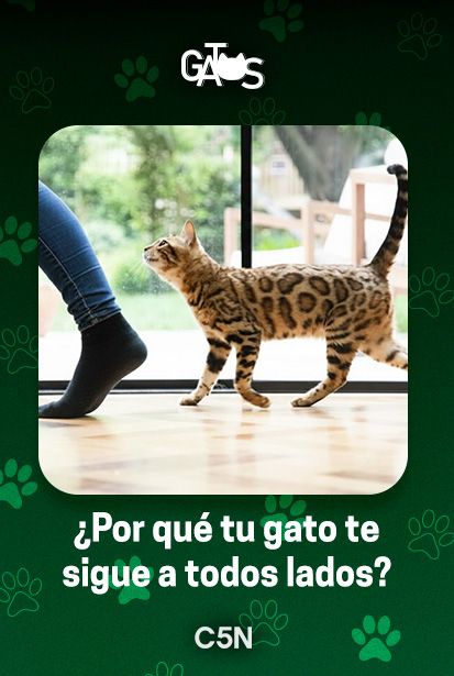 Los gatos siguen a sus dueños a todos lados porque se sienten seguros.&nbsp;