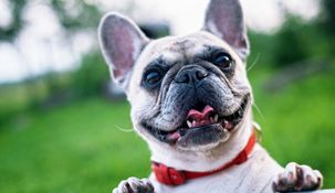Las mascotas tendrán DNI