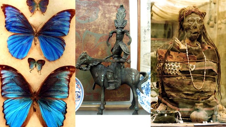 Mariposas de Brasil, Estatua de Caballero, Momia - Museo Polifacético Rocen