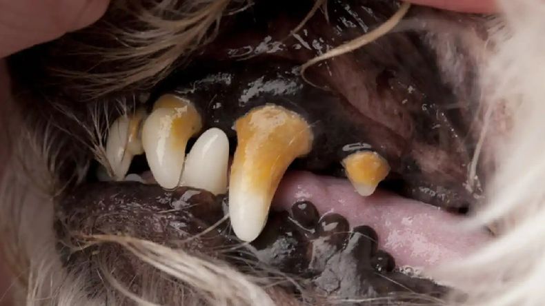 El sarro es fácil de identificar porque pone marrones los dientes del animal