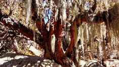 En Córdoba hay un bosque con tintes selváticos que parece sacado de un cuento. En Córdoba hay un bosque con tintes selváticos que parece sacado de un cuento.