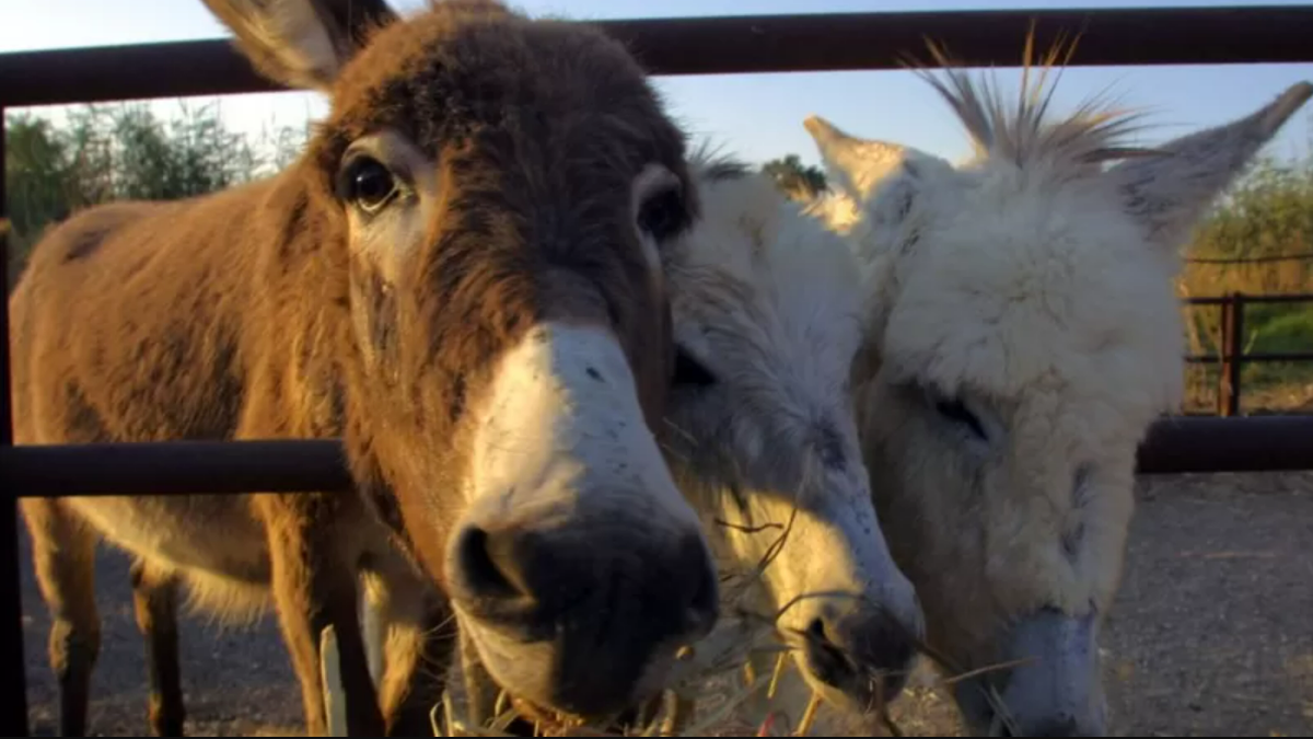 Por qué se utilizan los genitales de burro en la medicina asiática