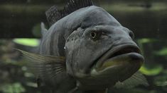 Quiso alimentarlo y un pez gigante casi le devora el brazo Quiso alimentarlo y un pez gigante casi le devora el brazo