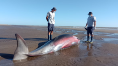 El ejemplar logró ingresar al mar pero sus restos fueron hallados a la mañana siguiente. El ejemplar logró ingresar al mar pero sus restos fueron hallados a la mañana siguiente.
