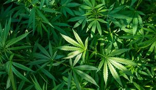 Estados Unidos propuso que la marihuana sea considerada como una droga de bajo riesgo.