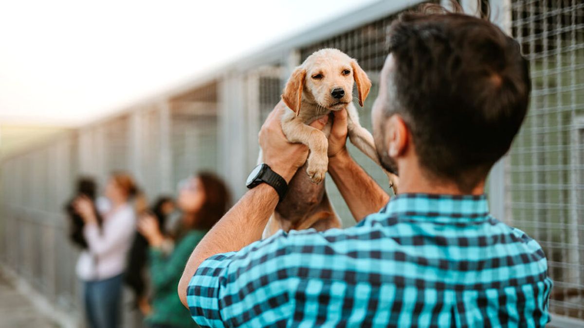 Salta: un fallo judicial ordenó pagar una cuota alimentaria para una mascota tras la separación de una pareja