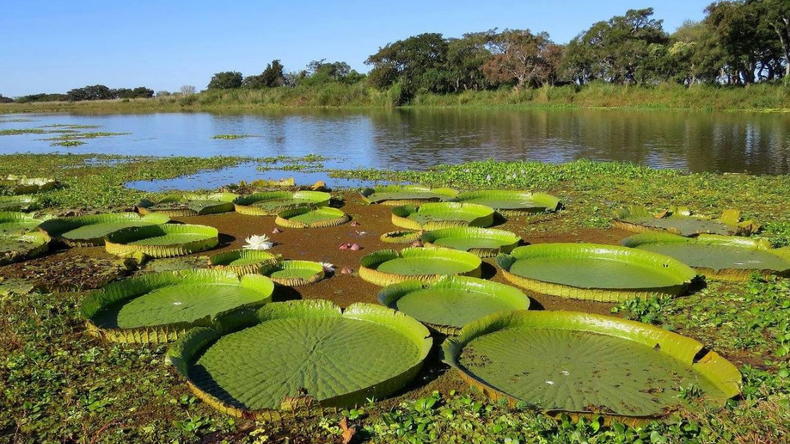 Los sitios Ramsar reconocen humedales de importancia internacional, promoviendo su conservación y gestión sostenible.