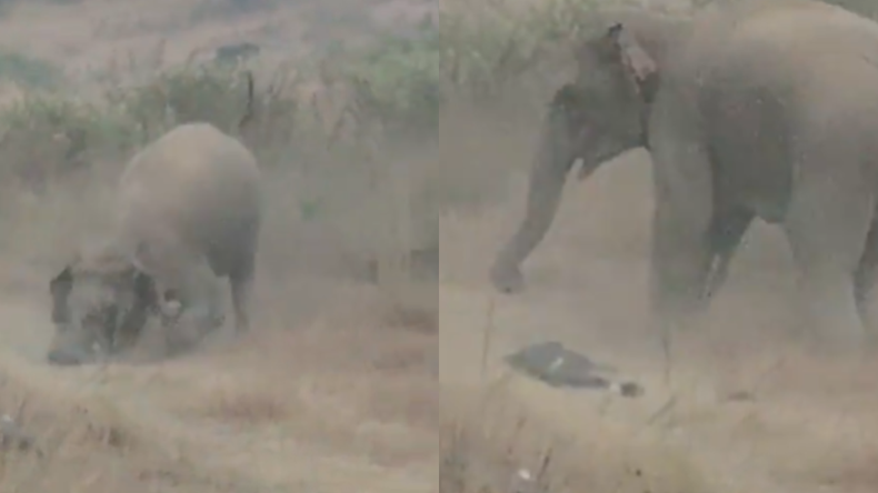 Se registraron varios ataques de elefantes a personas en India. 