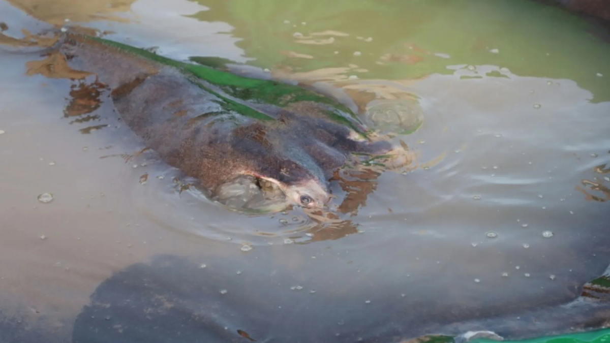 Video: capturaron en Camboya al pez de agua dulce más grande registrado, image size:1200x675