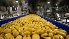 Lamb Weston es la principal productora de papas fritas congeladas en el mundo. En el país, exporta más del 80% de lo que elabora. Lamb Weston es la principal productora de papas fritas congeladas en el mundo. En el país, exporta más del 80% de lo que elabora.