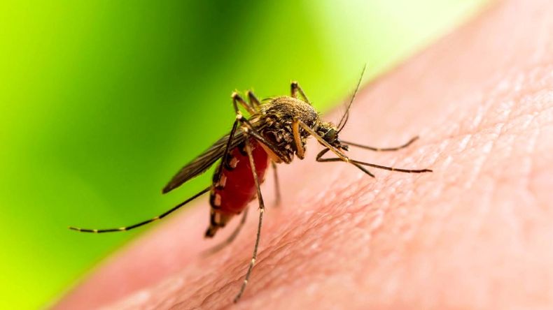 dengue