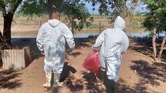 Hasta el momento se registraron 25 casos de gripe aviar. Hasta el momento se registraron 25 casos de gripe aviar.