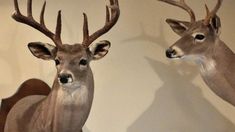 Presentaron un poryecto que busca prohibir el comercio de trofeos de caza.