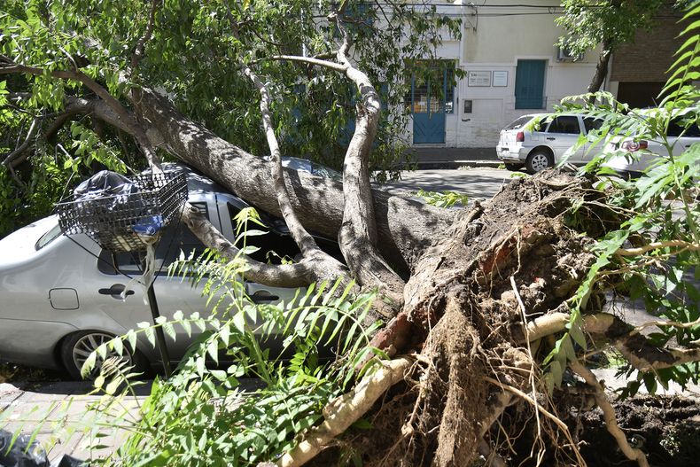 Las cuadrillas municipales trabajaban este lunes en la remoción de árboles caídos.