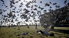 Las palomas son conducidas al punto de suelta designado. Desde allí, se las deja en libertad para que regresen al palomar.&nbsp;
