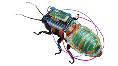 Científicos crean una cucaracha ciborg que funciona con energía solar Científicos crean una cucaracha ciborg que funciona con energía solar