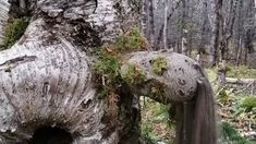 Canadá: un turista capta una inquietante imagen en un árbol y se volvió viral Canadá: un turista capta una inquietante imagen en un árbol y se volvió viral