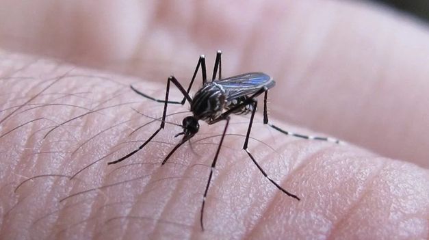 Para Quirós, eldebate de la vacuna en este momento es poco práctico porque el efecto biológicova a ser en invierno cuando no hay dengue