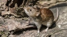 El hantavirus se transmite por las secreciones de los ratones.