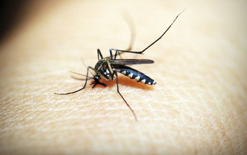 Dengue: hay más de 3.400 casos en la Ciudad de Buenos Aires y crece el alerta.