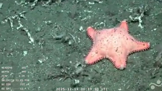 Los científicos hablaron de un momento histórico al localizar la estrella en el fondo del Mar Argentino. Los científicos hablaron de un momento histórico al localizar la estrella en el fondo del Mar Argentino.