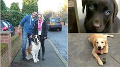 Jonás Gutiérrez y Ale Maglietti: anuncio de casamiento y tiernas fotos de sus mascotas Jonás Gutiérrez y Ale Maglietti: anuncio de casamiento y tiernas fotos de sus mascotas