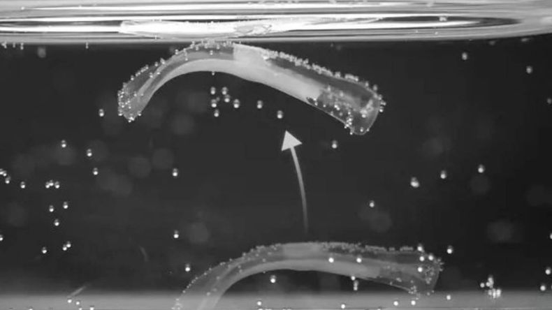 Los bioactuadores inventados por el equipo del Laboratorio de Robótica Blanda de la ETH en Zúrich