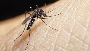 La mujer se encontraba internada en el Hospital Escuela y de Agudos Dr. Ramón Madariaga en grave estado y con diagnostico positivo por laboratorio de dengue, según el reporte médico.