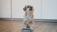 Hay un horario ideal para darle de comer a los perros y que tengan una mejor digestión. Hay un horario ideal para darle de comer a los perros y que tengan una mejor digestión.