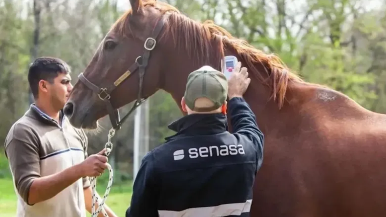 Senasa registró 1.193 casos del virus en caballos.