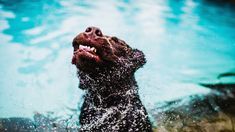 Un estudio de Harvard reveló porqué los perros se sacuden tras mojarse: Es un sistema de defensa para deshacerse de estímulos potencialmente dañinos que están en su pelaje.