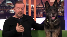 Ricky Gervais protagonizó una tierna escena junto a su perro durante una entrevista. Ricky Gervais protagonizó una tierna escena junto a su perro durante una entrevista.