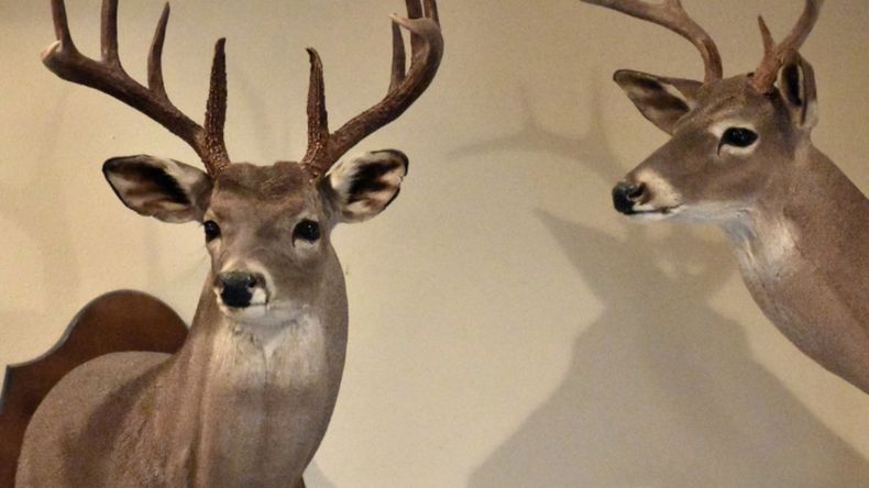 Presentaron un poryecto que busca prohibir el comercio de trofeos de caza.