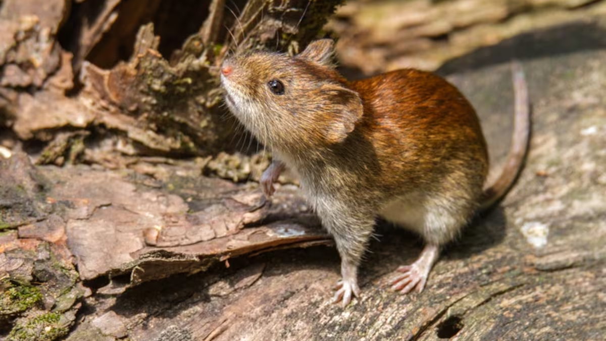 Alerta en Bariloche por hantavirus: un hombre de 45 años está internado en terapia intensiva